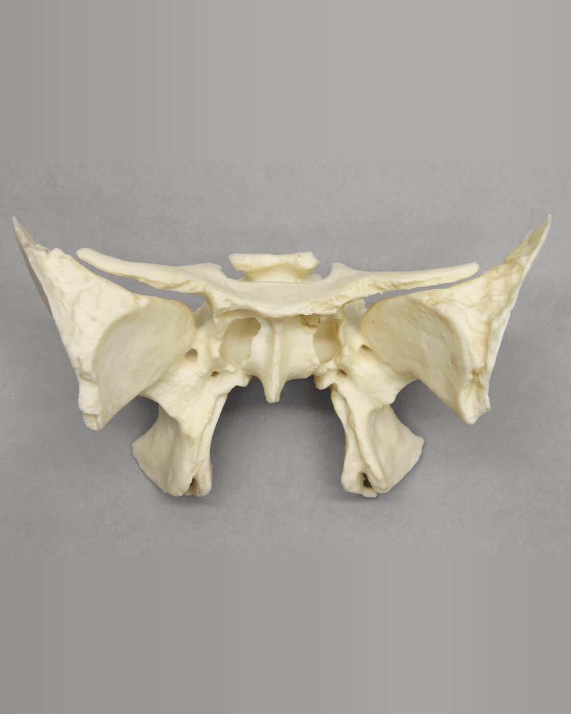 A cast of the human sphenoid bone, seen from behind: the central bone of the skull that the technique focuses on.
