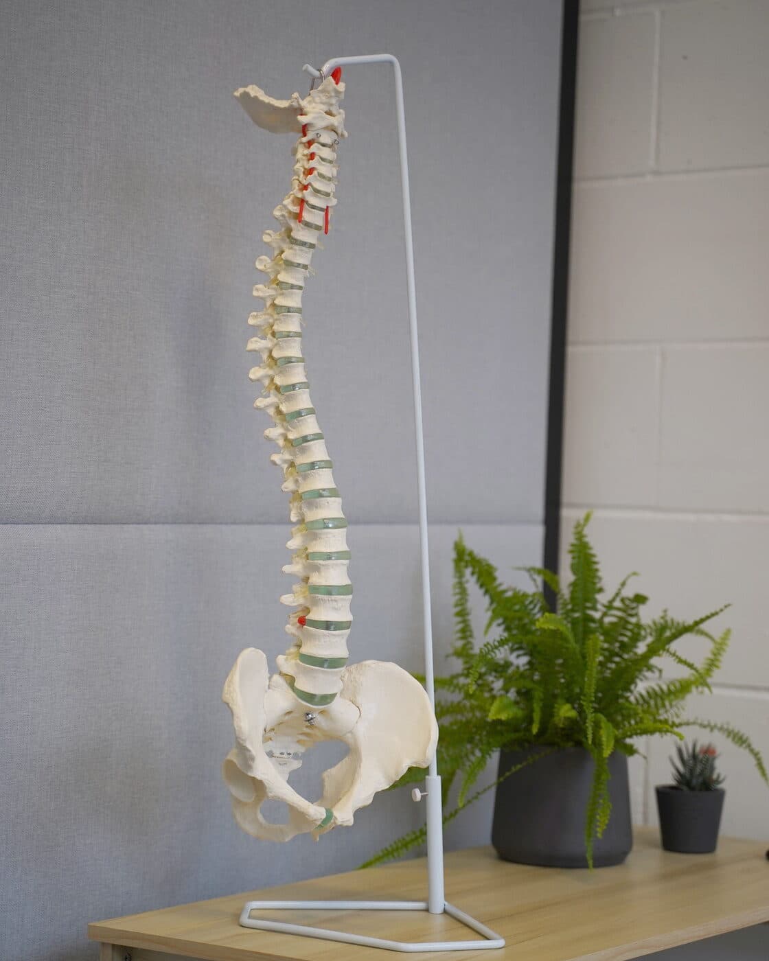 The articulated spine model on its stand in the clinic, beside a fern.